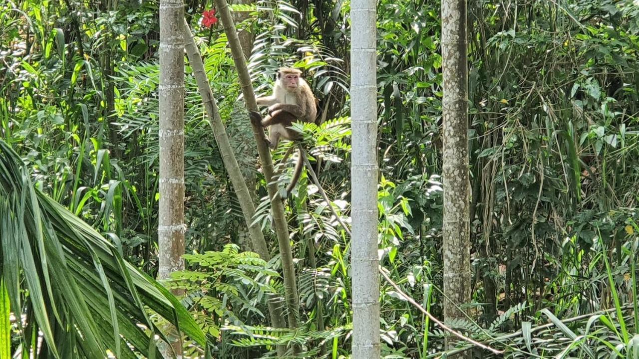 Eco Zone Resort Ella Esterno foto